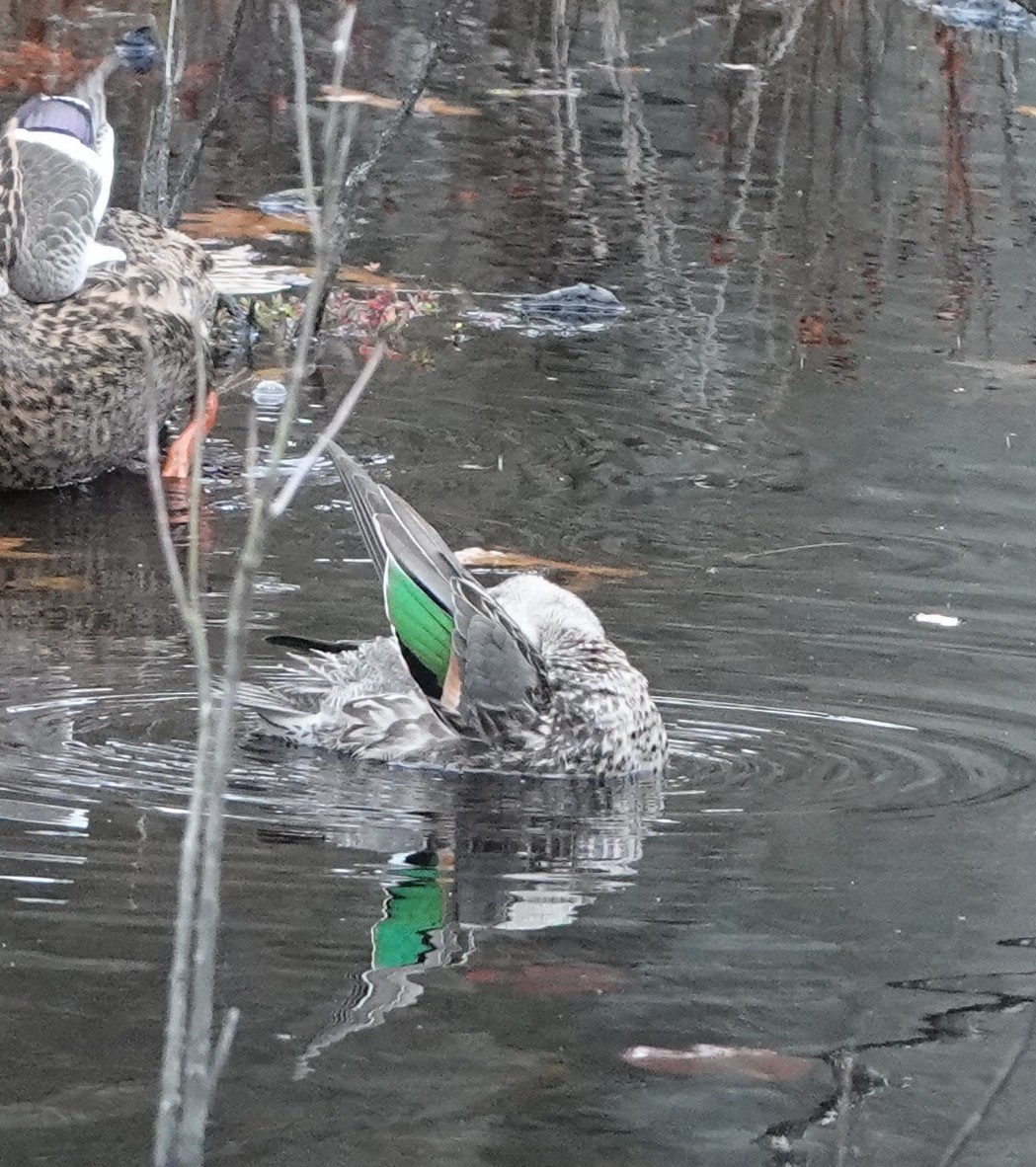 Green-winged Teal - ML644616117