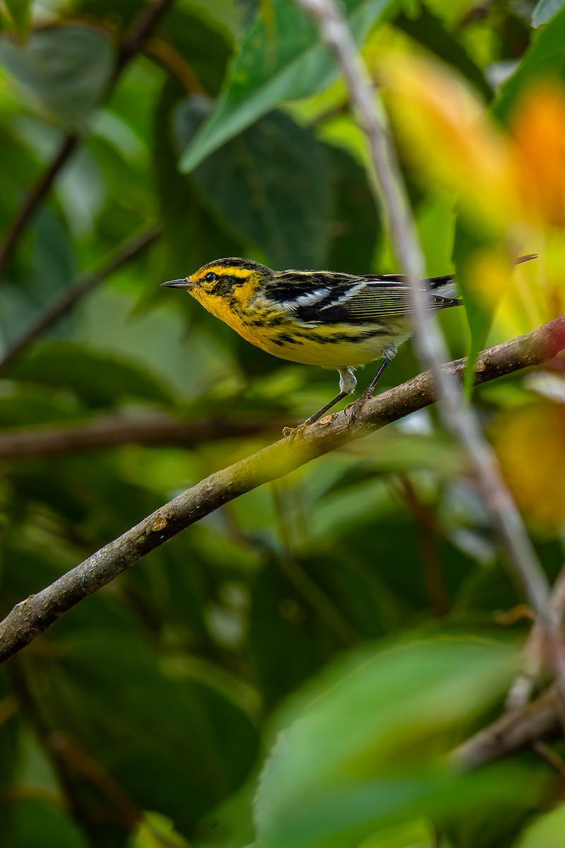 hemlokkparula - ML644616120