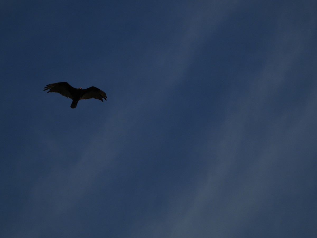 Turkey Vulture - ML644616123