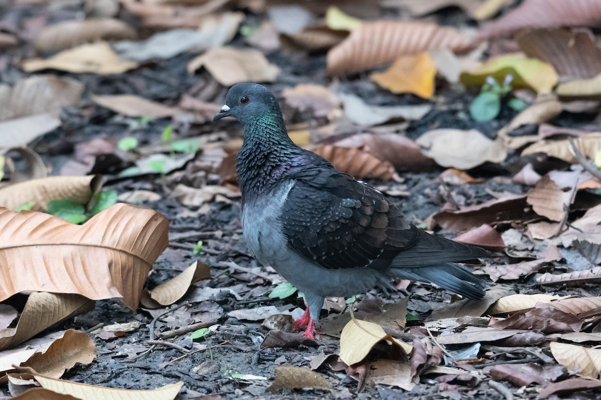 Rock Pigeon (Feral Pigeon) - ML644616125