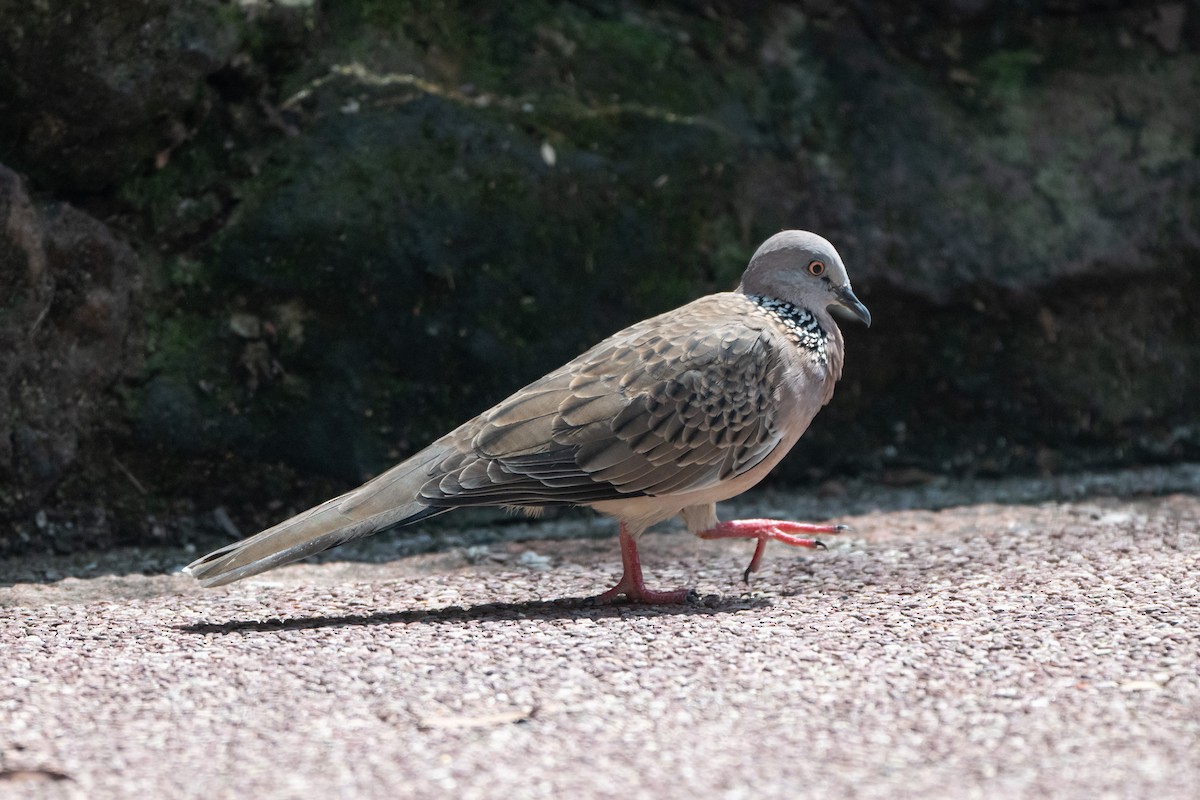 Spotted Dove - ML644616137