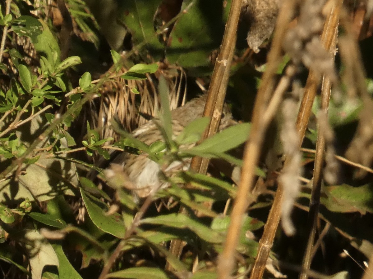 Lincoln's Sparrow - ML644616138