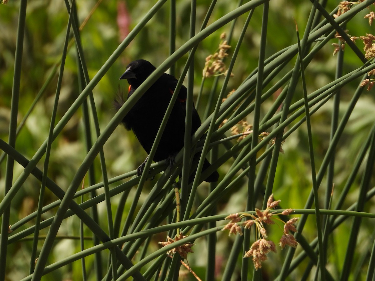 Red-winged Blackbird - ML644616151