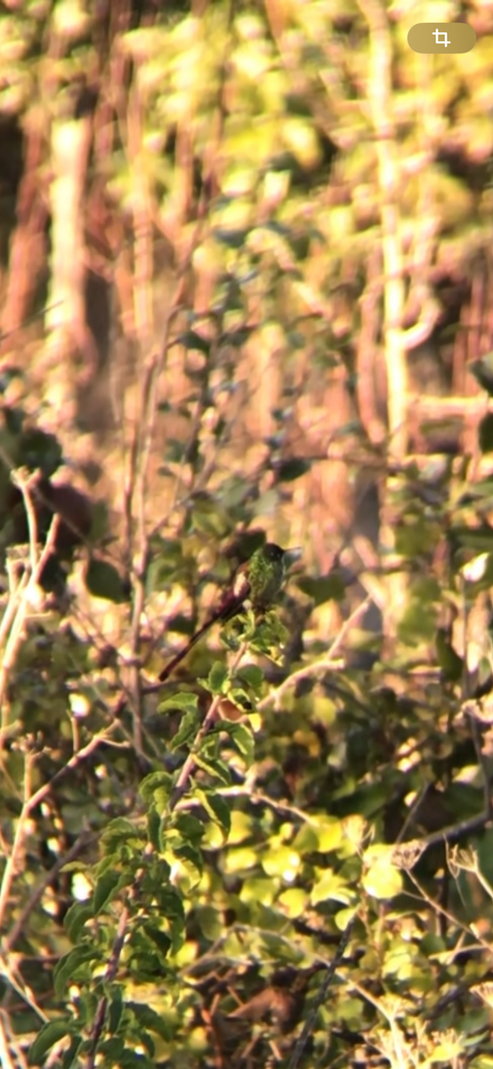 Red-tailed Comet - ML644616160