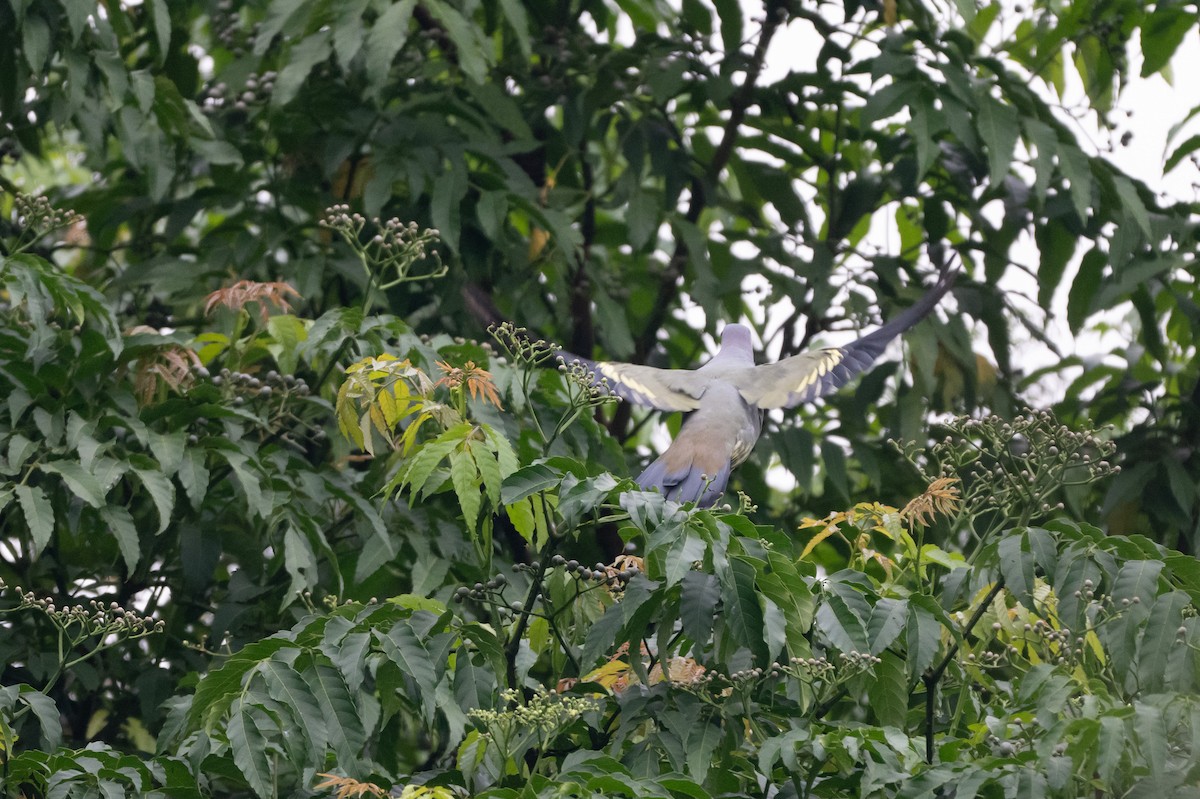 Pink-necked Green-Pigeon - ML644616161