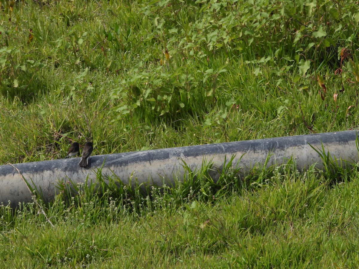 Mosquero Negro - ML644616163