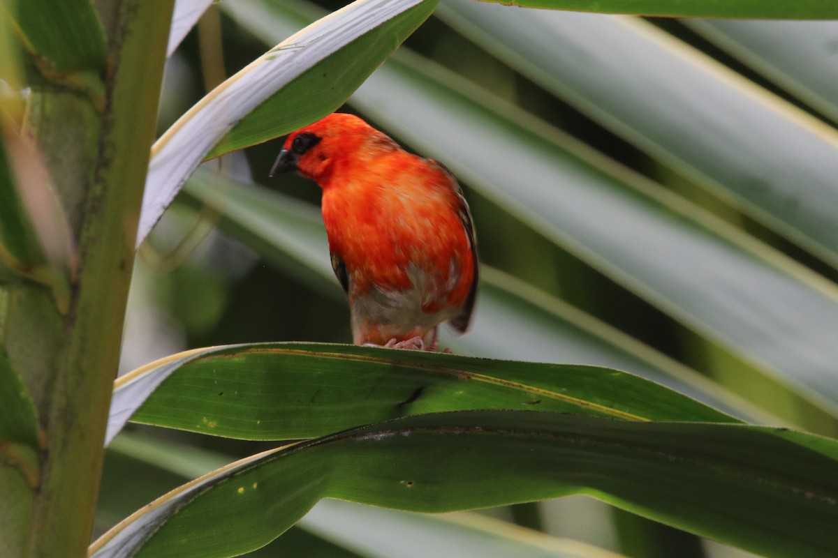 Red Fody - ML644616164