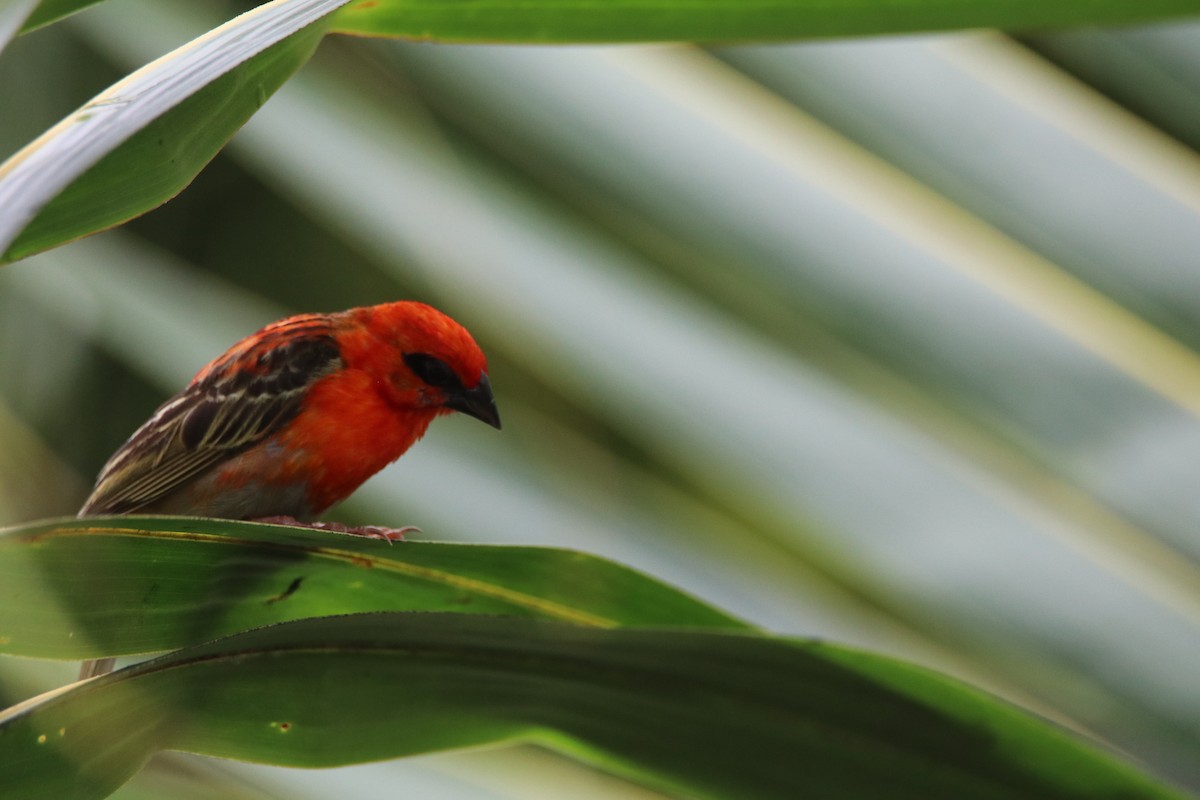 Red Fody - ML644616165