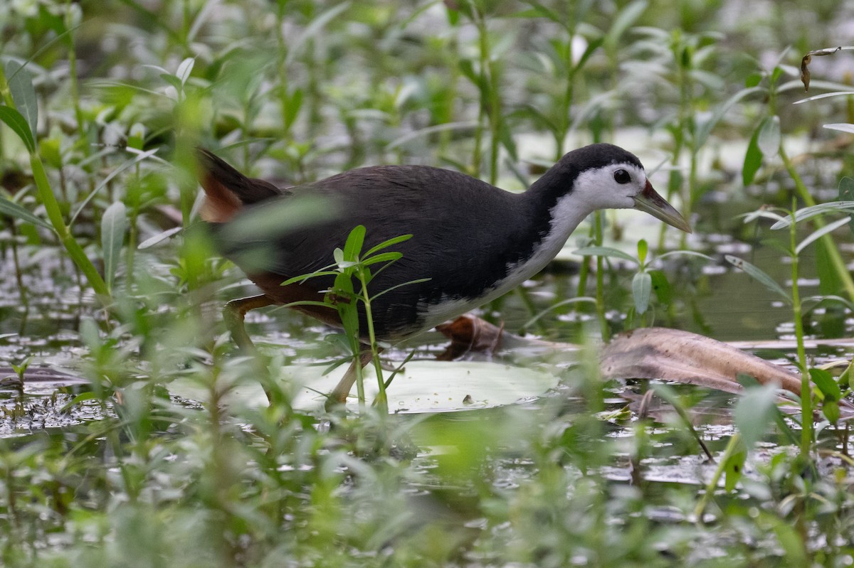 White-breasted Waterhen - ML644616168