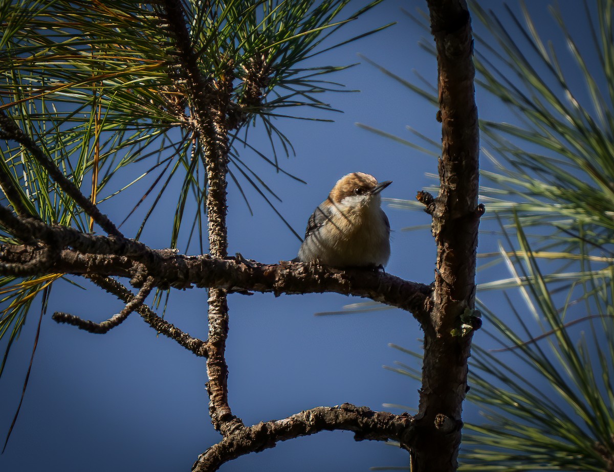 Sittelle à tête brune - ML644616170