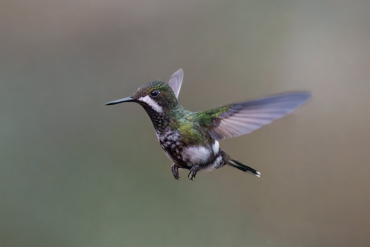 Yeşil Telkuyruk - ML644616182