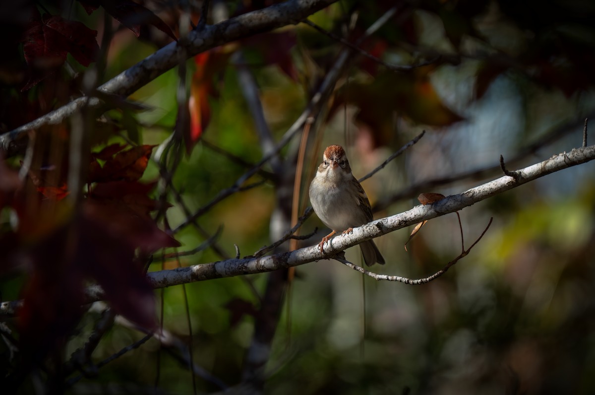 Cırcır Sesli Serçe - ML644616183