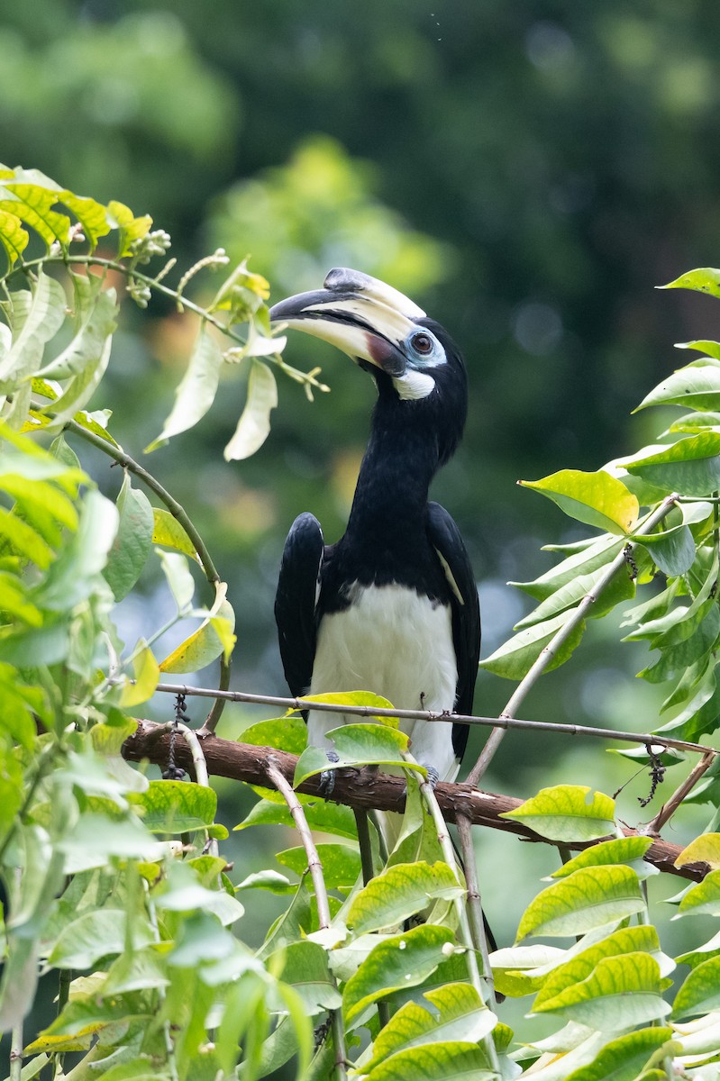 Oriental Pied-Hornbill - ML644616184