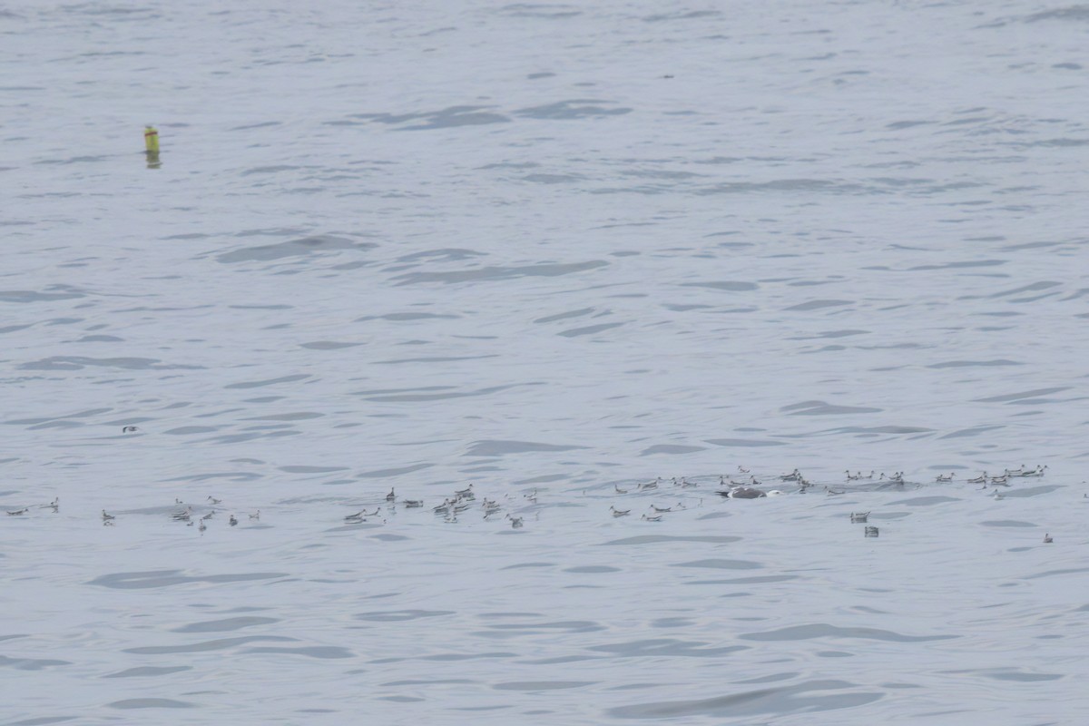 Falaropo beccosottile - ML644616187