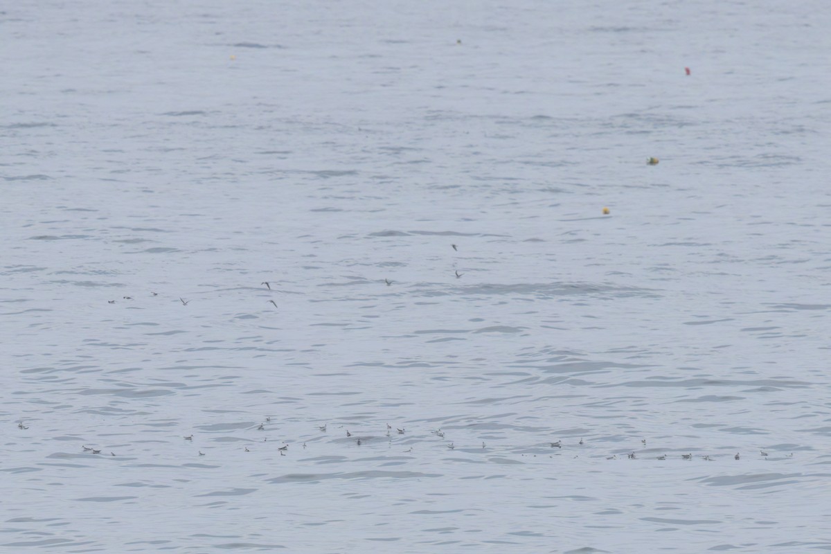 Falaropo beccosottile - ML644616188