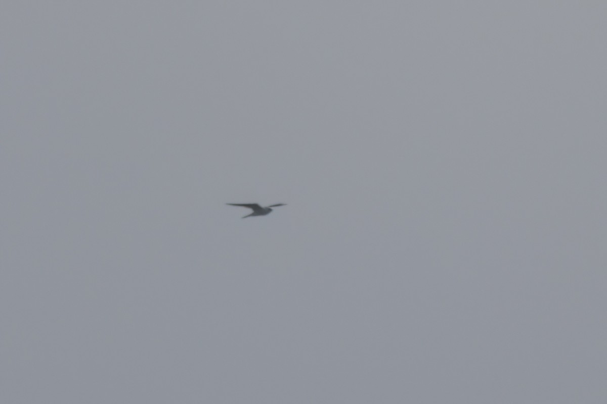 White-tailed Kite - ML644616197