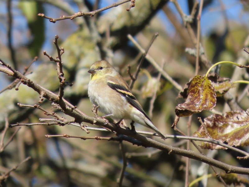 čížek žlutý - ML644616198