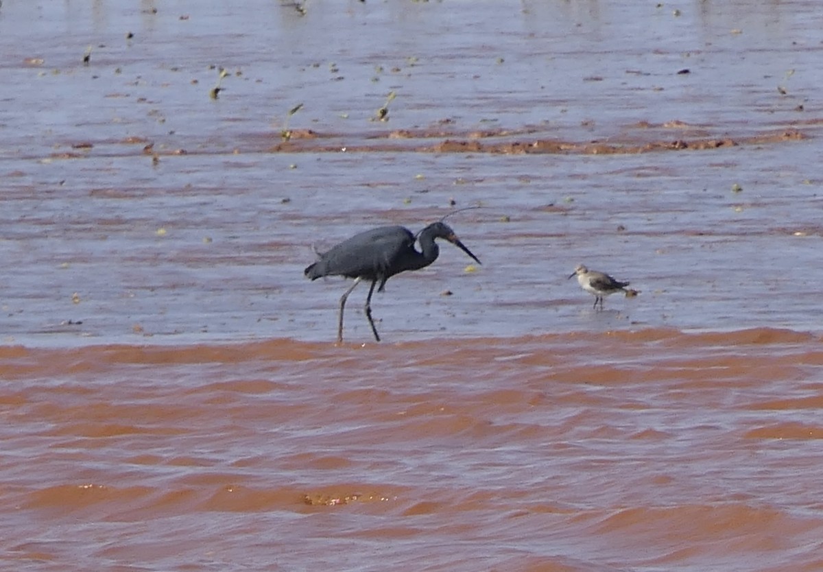 Little Egret (Dimorphic) - ML644616199