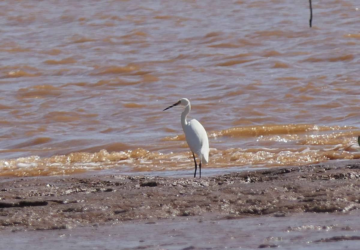 Little Egret (Dimorphic) - ML644616200