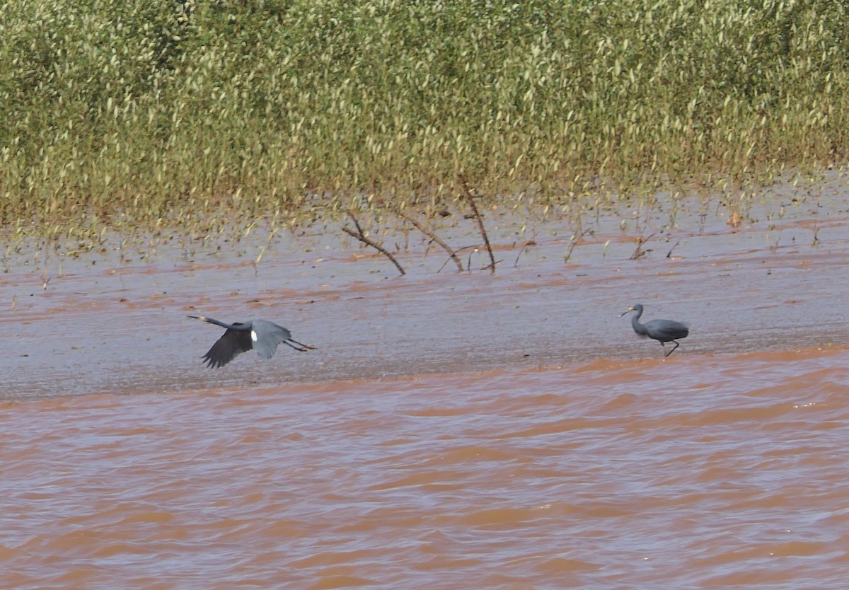 Little Egret (Dimorphic) - ML644616201