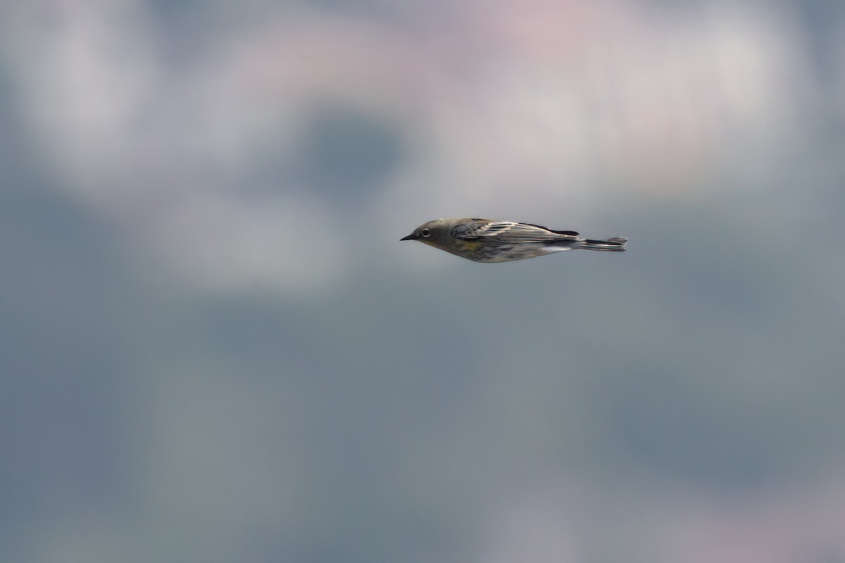 Yellow-rumped Warbler - ML644616202