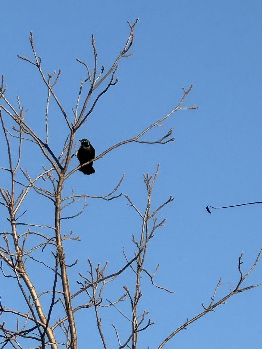 Common Grackle - ML644616203