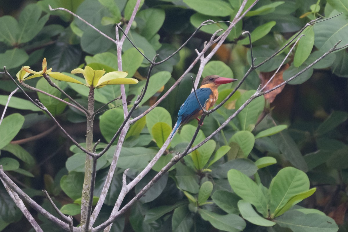 Stork-billed Kingfisher - ML644616204