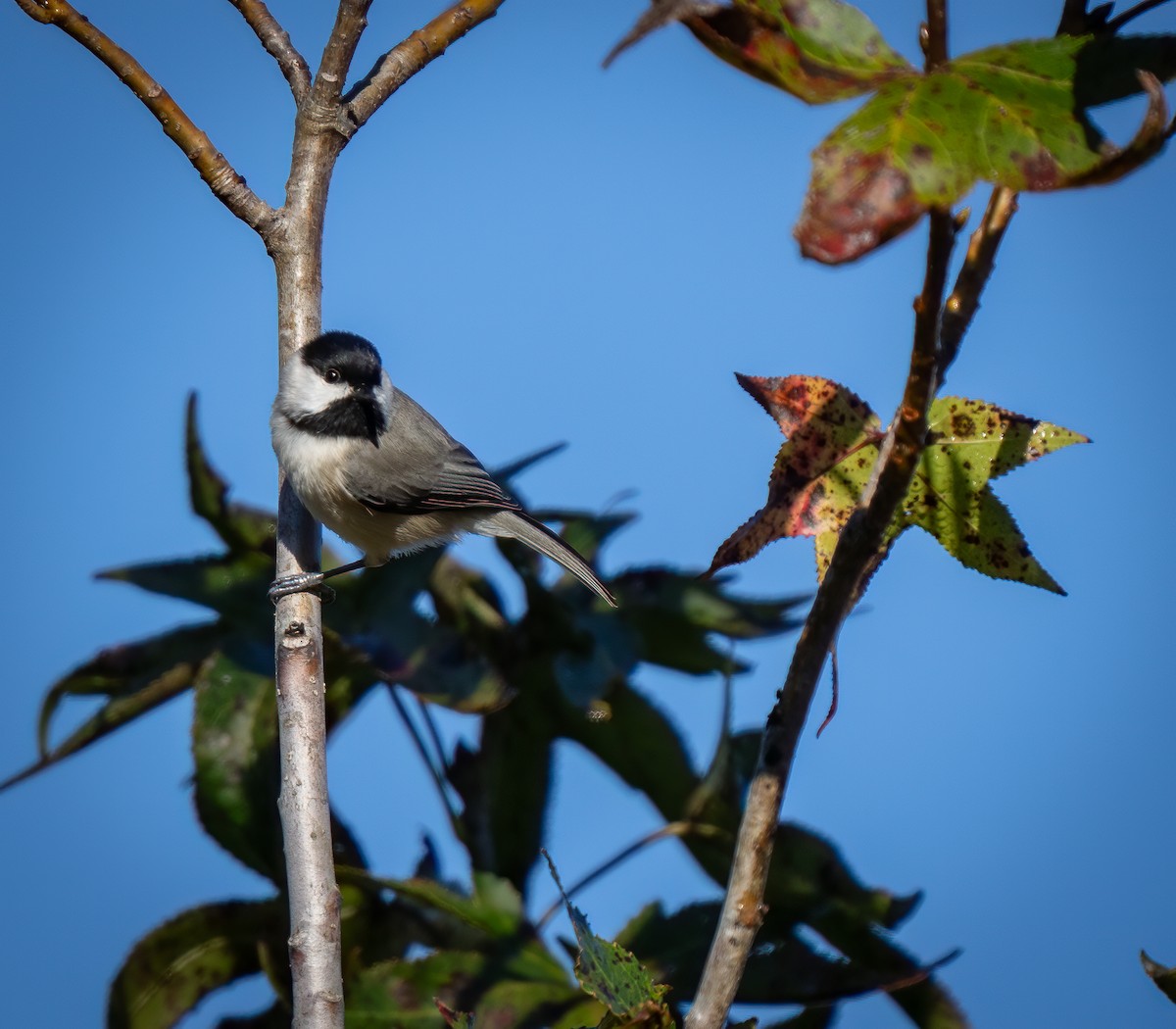 Carolina Chickadee - ML644616205