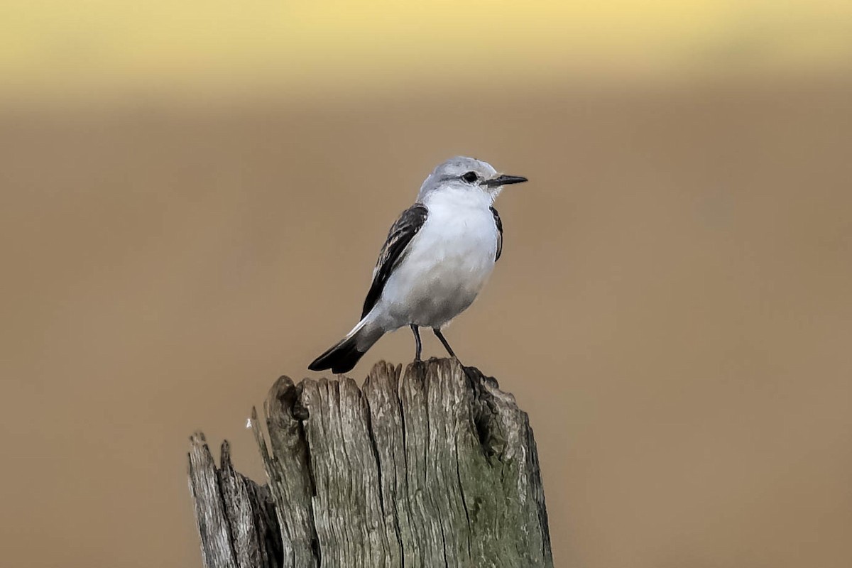 White-rumped Monjita - ML644616207