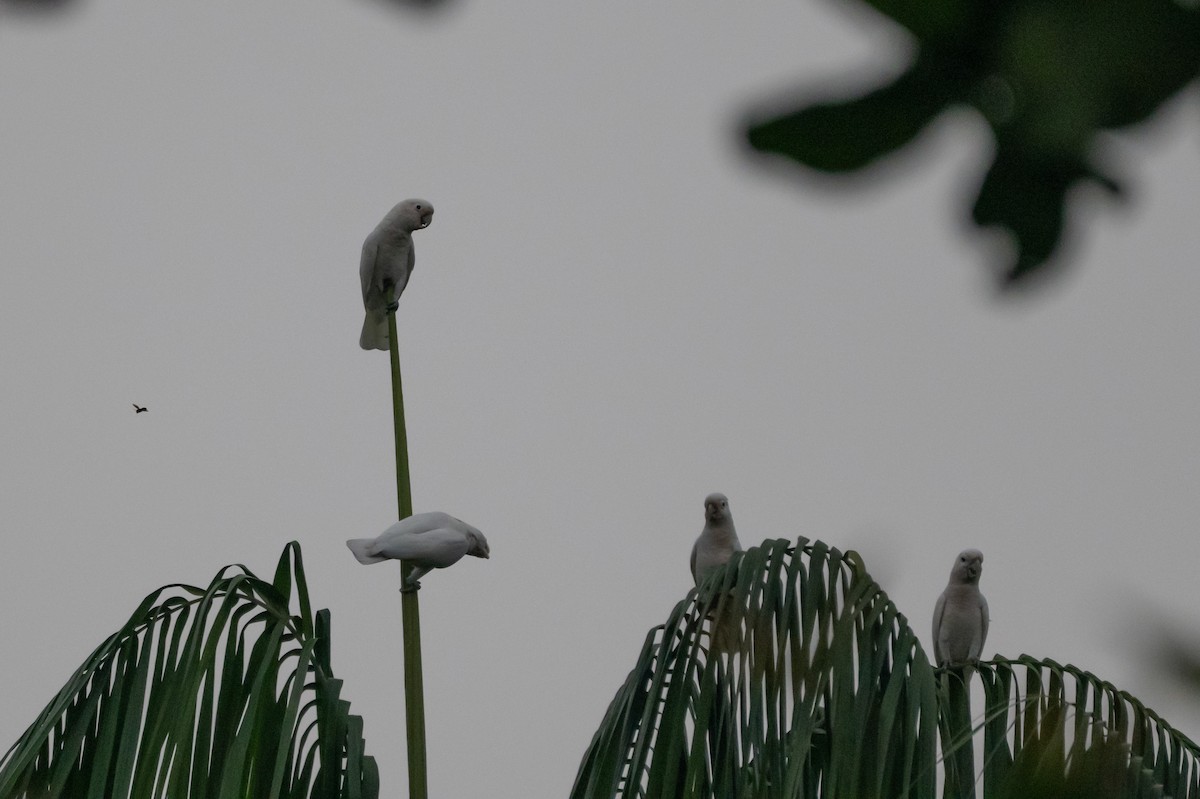 Tanimbar Corella - ML644616209