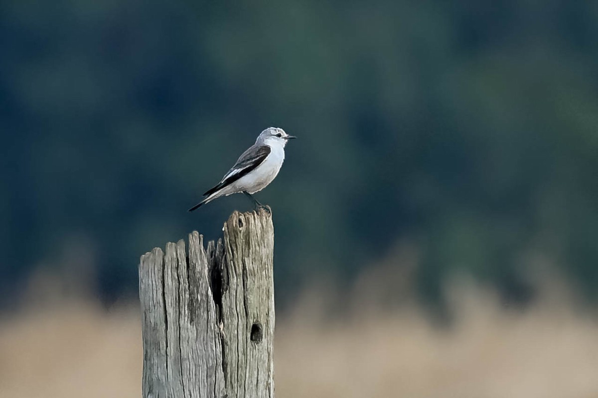 White-rumped Monjita - ML644616211