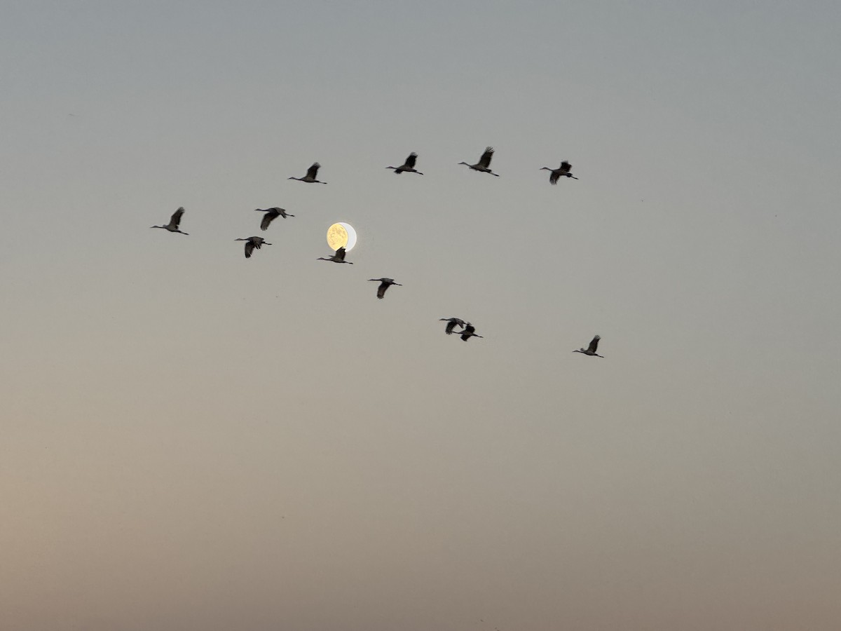 Sandhill Crane - ML644616213
