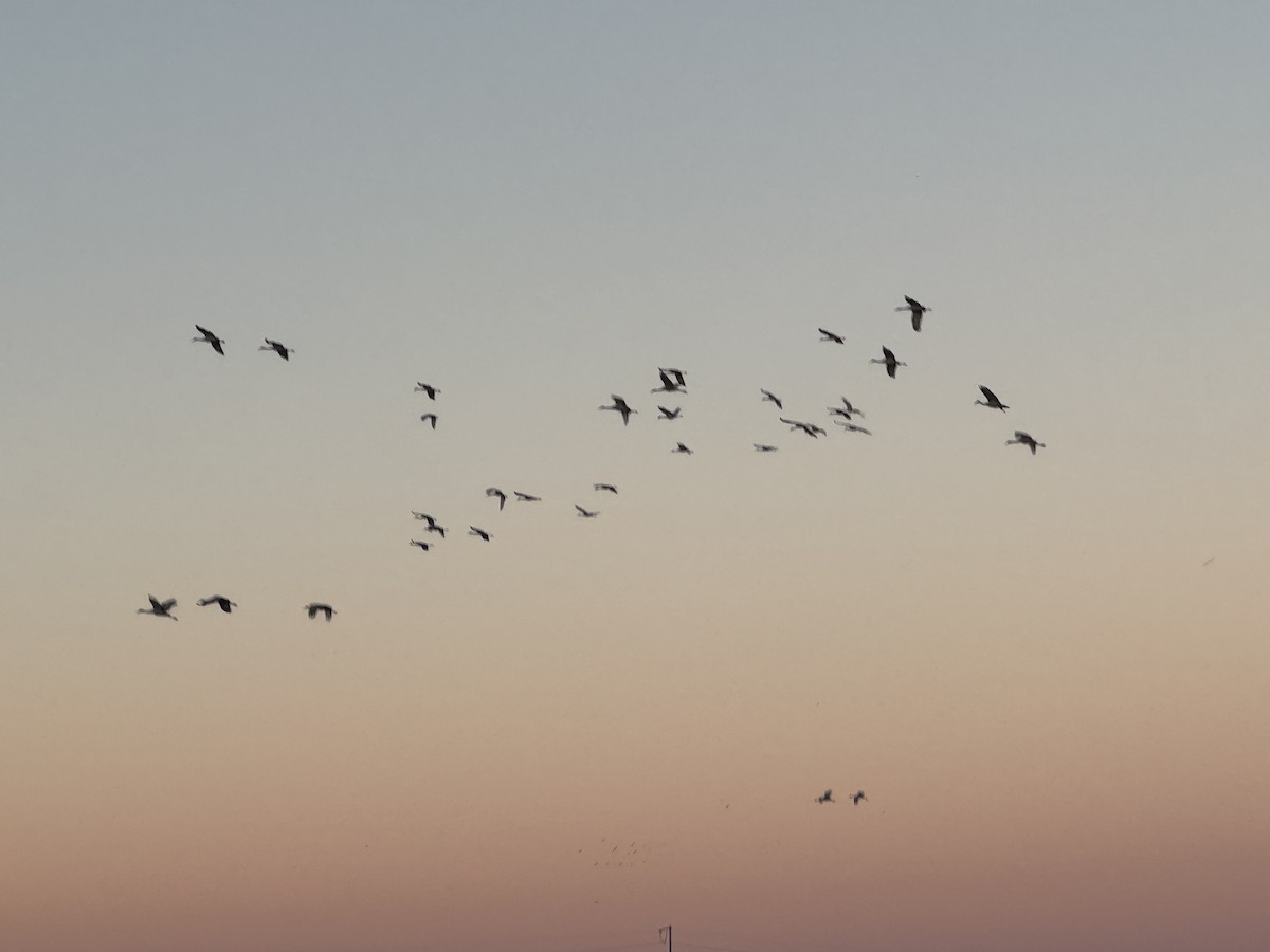Sandhill Crane - ML644616214
