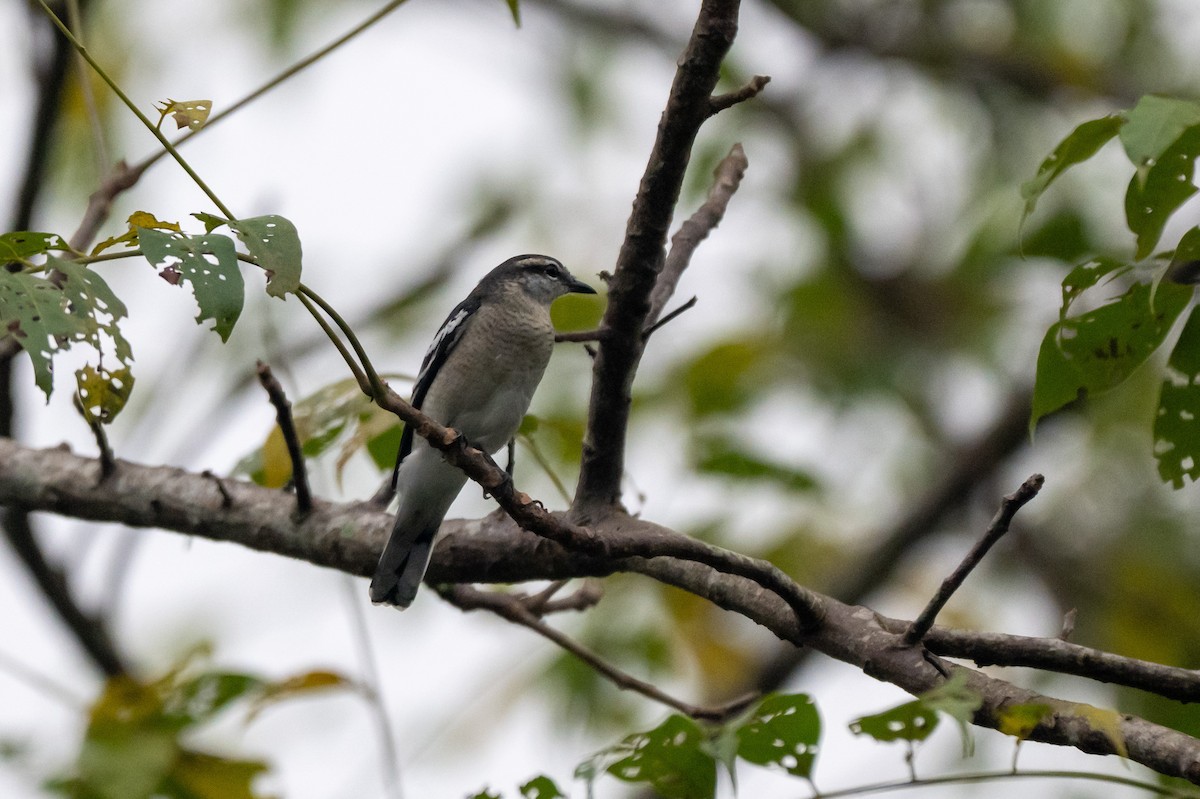 Pied Triller - ML644616217