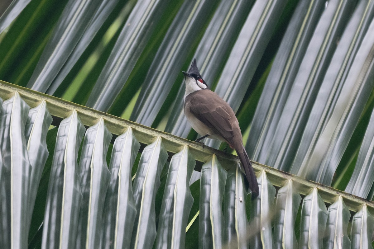 Red-whiskered Bulbul - ML644616221