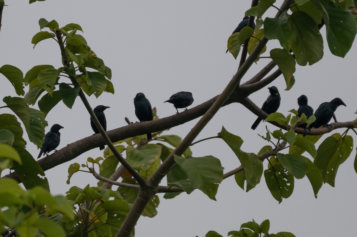 Asian Glossy Starling - ML644616239