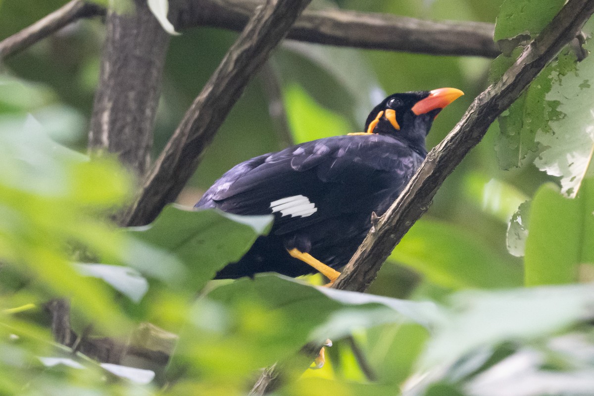 Common Hill Myna - ML644616246