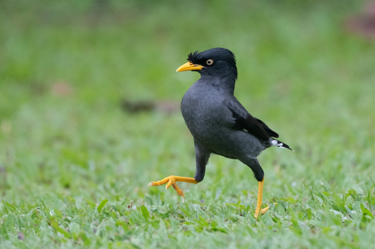 Javan Myna - ML644616251