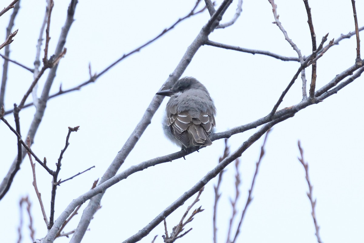 ハイイロタイランチョウ - ML644616252