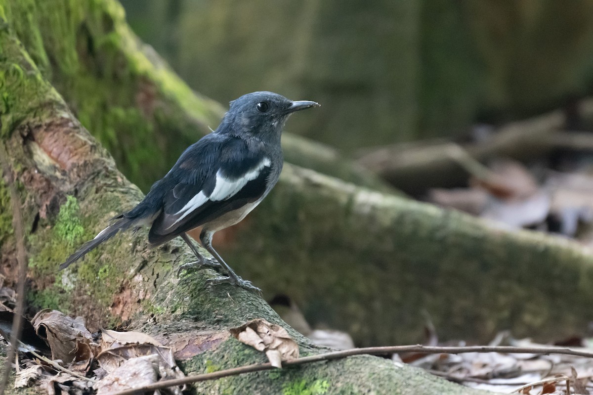 Oriental Magpie-Robin - ML644616254