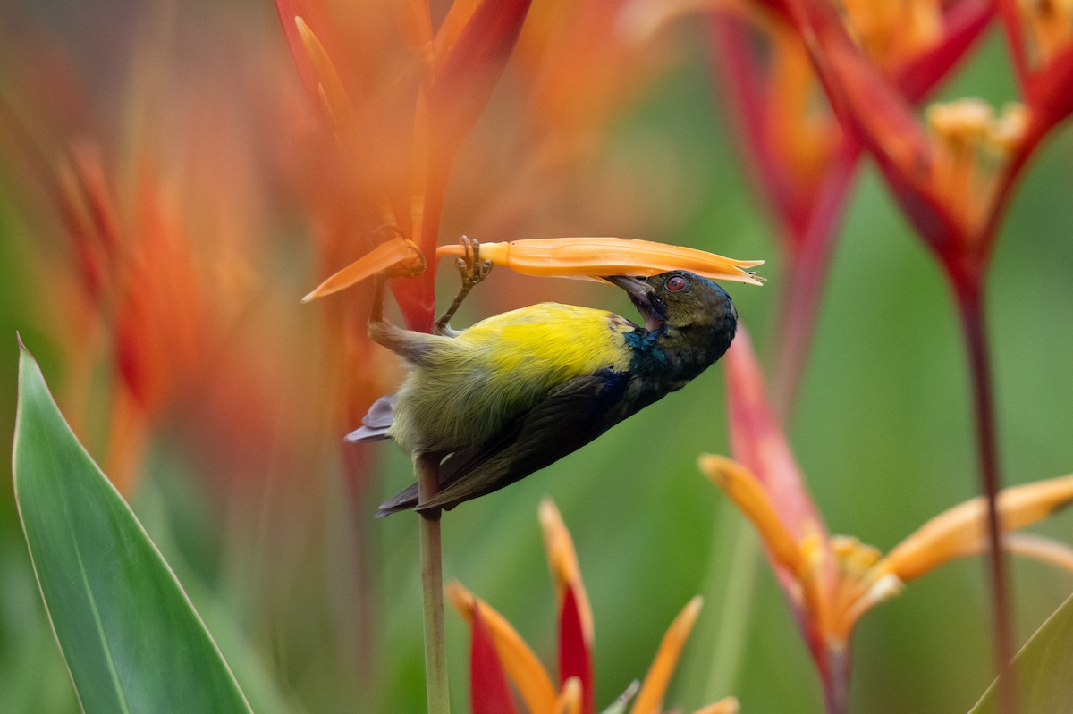 Brown-throated Sunbird - ML644616258