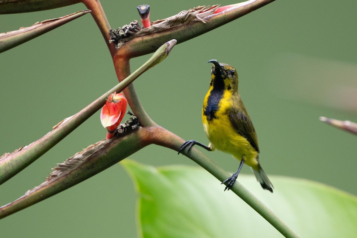 Ornate Sunbird - ML644616261