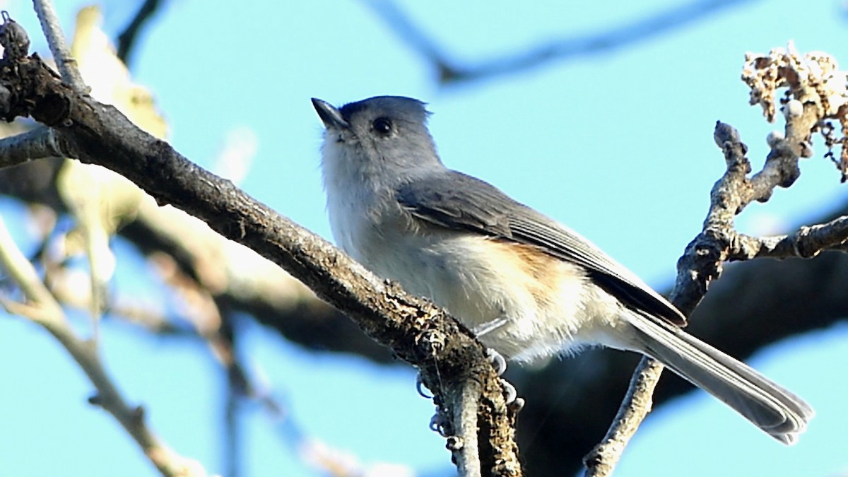 Tufted Titmouse - ML644616266