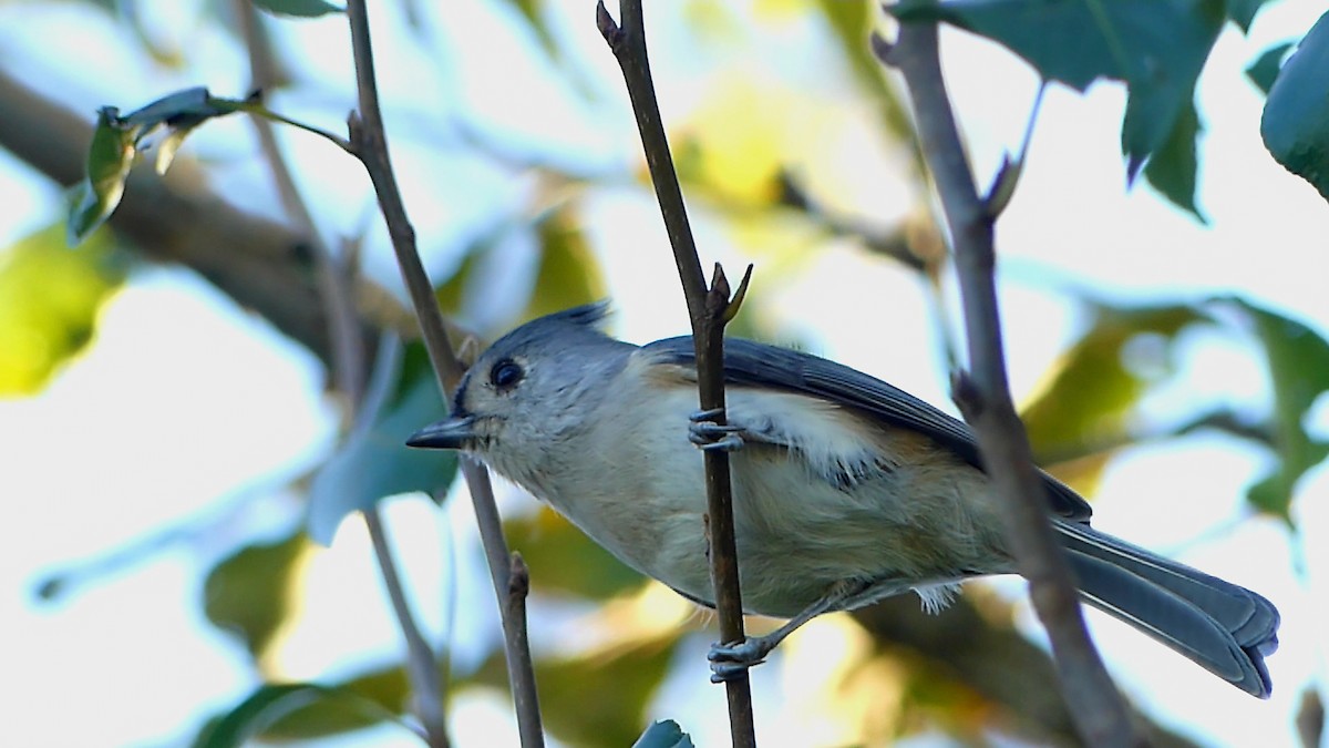 Tufted Titmouse - ML644616267