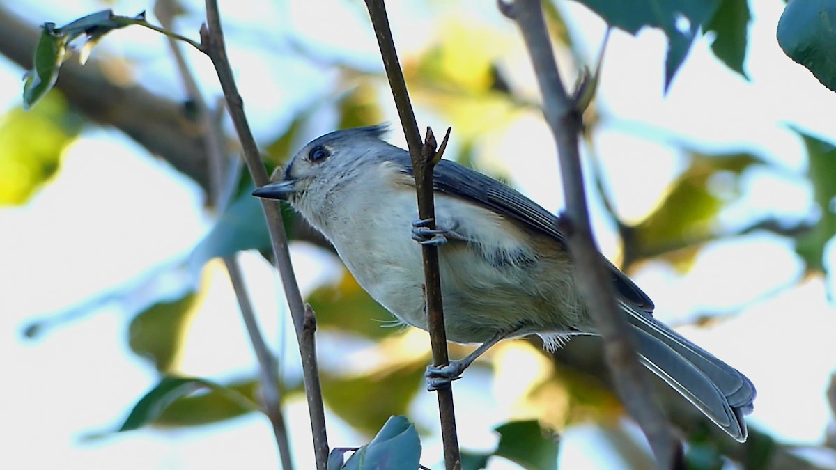 Tufted Titmouse - ML644616268