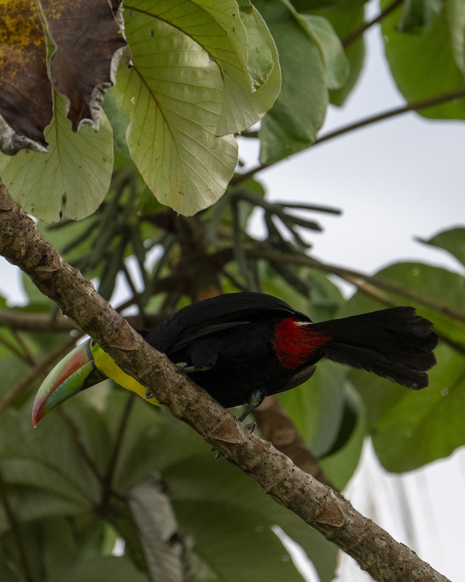 Keel-billed Toucan - ML644616272
