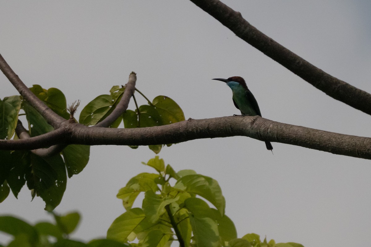 Blue-throated Bee-eater - ML644616273