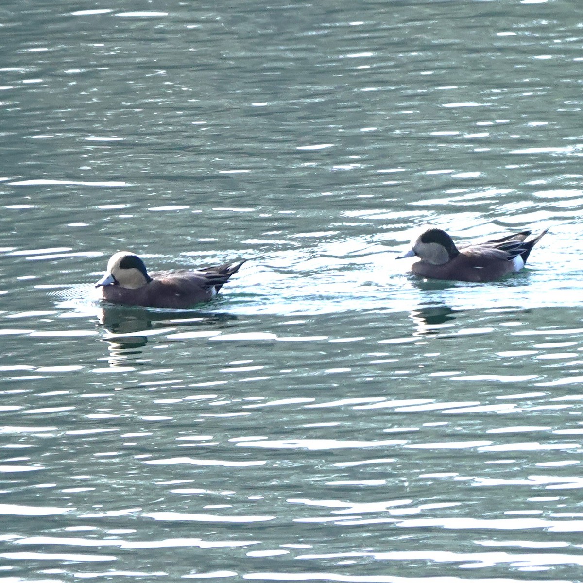 American Wigeon - ML644616274