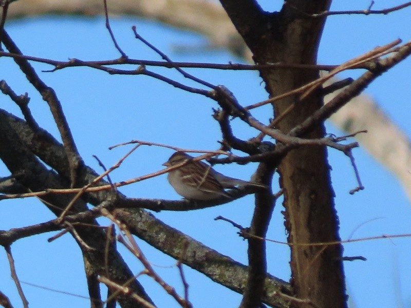 Cırcır Sesli Serçe - ML644616275