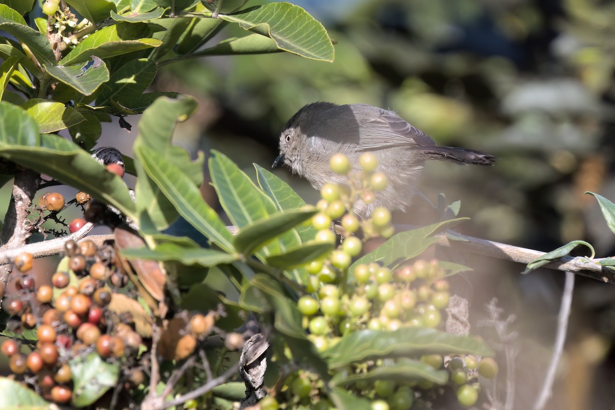 krattmeis - ML644616289